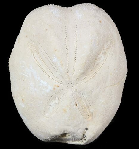 Micraster? Fossil Echinoid (Sea Urchin) - Taouz, Morocco #46401